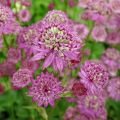 Astrantia major Star of Passion