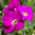 Aubrieta Cascade Red - Aubrezia