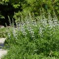 Baptisia Starlite Prairieblues - Indaco falso