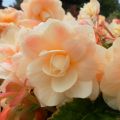 Begonia Begonia Chardonnay