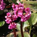 Bergenia Abendglut