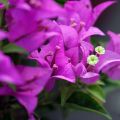 Bougainvillea Violet de Meze