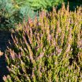 Calluna vulgaris Winter Chocolate - Brugo