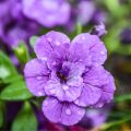 Calibrachoa Can-Can Rosies Blue - Petunia nana