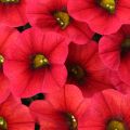 Calibrachoa Lia Dark Red - Petunia nana