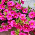 Calibrachoa Noa Bubblegum - Petunia nana