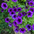 Calibrachoa Superbells Unique Blue Violet - Petunia nana