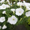 Calibrachoa Superbells Unique White - Petunia nana