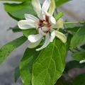 Calycanthus raulstonii Venus - Calicanto