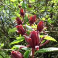 Calycanthus floridus - Calicanto d'Estate