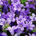 Campanula portenschlagiana - Campanula dalmata