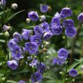 Campanula persicifolia La Belle - Campanula con foglie di pesco