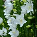 Campanula persicifolia Alba - Campanula con foglie di pesco