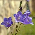 Campanula persicifolia - Campanula con foglie di pesco