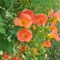 Campsis grandiflora - Bignonia