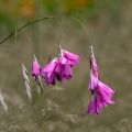 Dierama pulcherrimum