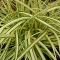 Carex oshimensis Evergold - Carice giapponese