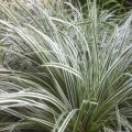 Carex oshimensis Everest - Carice giapponese