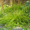 Carex oshimensis Everillo - Carice giapponese