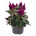 Celosia spicata Kelos Fire Purple