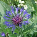 Centaurea montana Coerulea - Fiordaliso montano