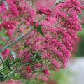 Centranthus ruber - Valeriana rossa