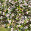 Prunus cerasifera - Ciliegio da fiore