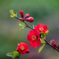 Chaenomeles superba Nicoline - Fior di Pesco