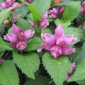 Chelone obliqua - Testa di tartaruga