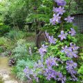 Clematis Prince Charles - Clematide