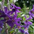 Clematis Saphyra Violetta - Clematide