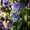 Clematis macropetala - Clematide