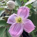 Clematis Sanssouci - Clematide