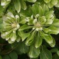 Clematis Green Passion - Clematide