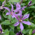 Clematis Saphyra Estrella - Clematide