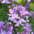 Cleome Senorita Rosalita