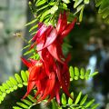 Clianthus puniceus Kaka King - Becco di Pappagallo