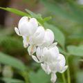 Dicentra spectabilis Alba - Cuore di Maria