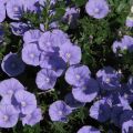 Convolvulus sabatius Maroccan Beauty - Convolvolo