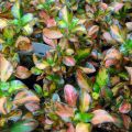 Coprosma Evening Glow - Pianta specchio