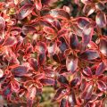 Coprosma repens Fire Burst - Pianta specchio