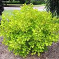 Cotinus coggygria Golden Lady