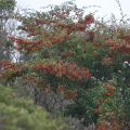 Cotoneaster lacteus - Cotognastro latteo