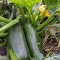 Zucchino Verde non coureuse des maraîchers