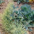 Crambe maritima - Cavolo marino