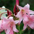 Crinum powellii Rosea