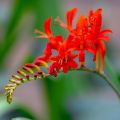 Crocosmia masoniorum Lucifer