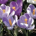 Crocus Pickwick - Croco