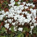 Cyclamen hederifolium Album