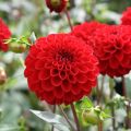 Dalia ball Dahlia Red Fox